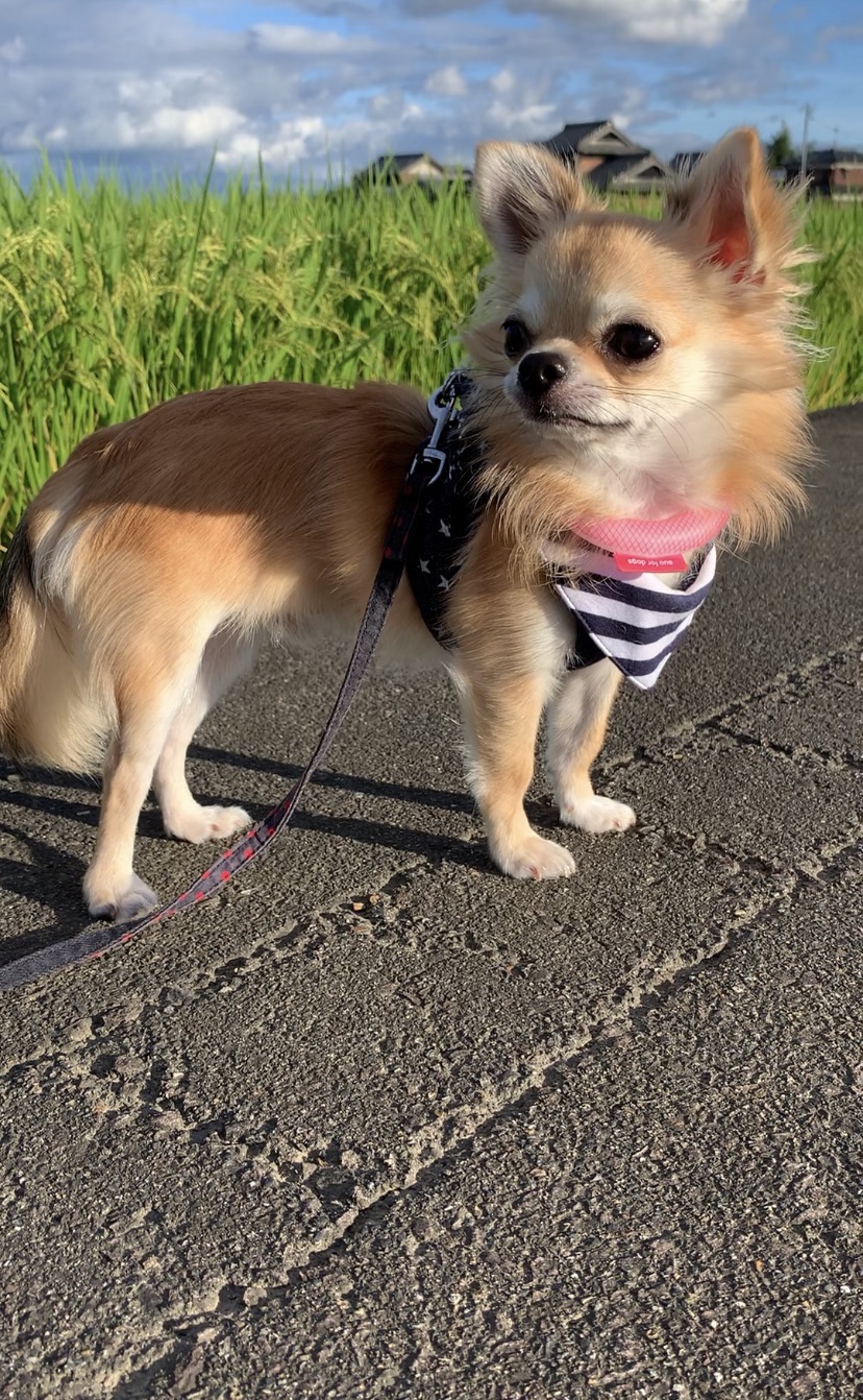 きのこ