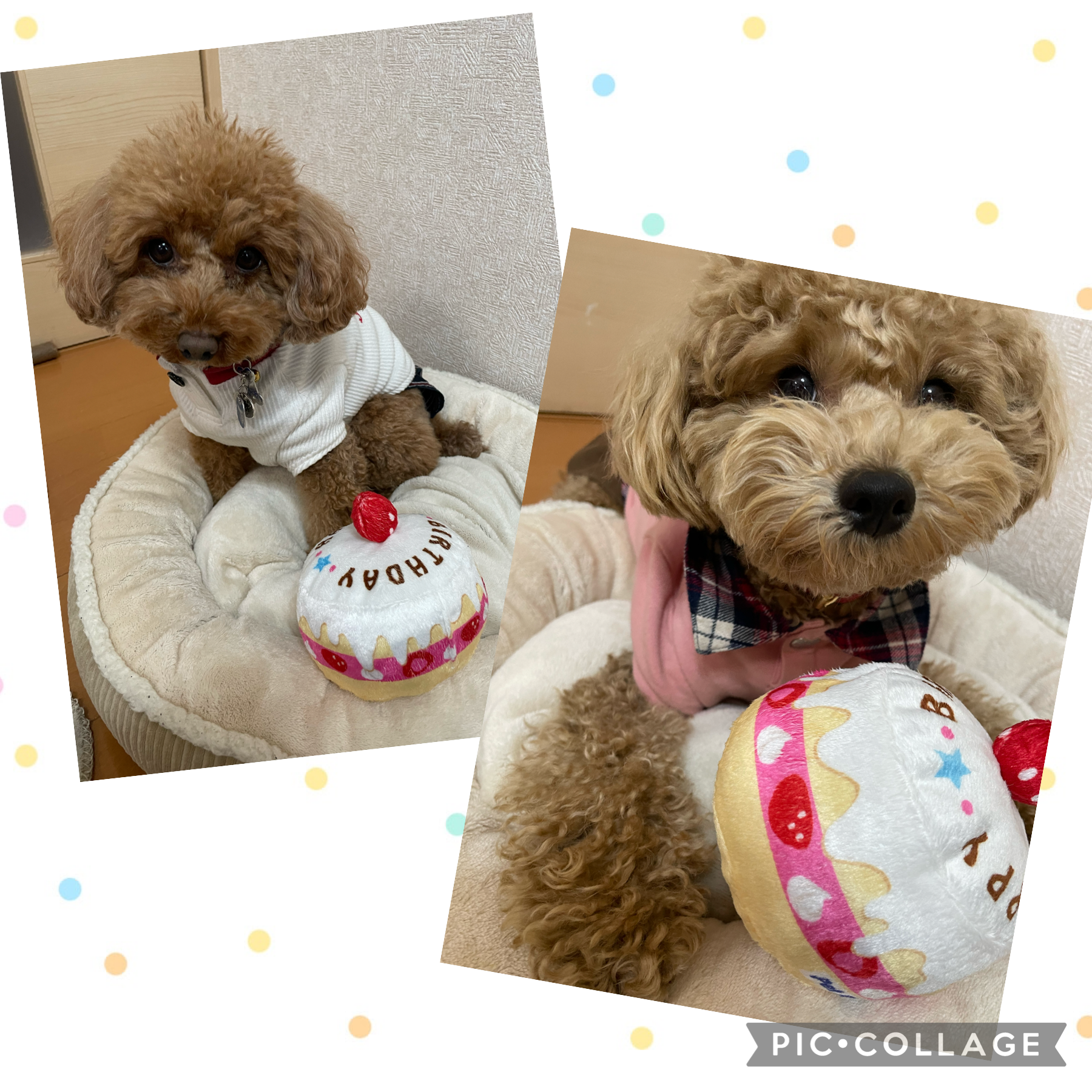 ルーチェ&ステラ