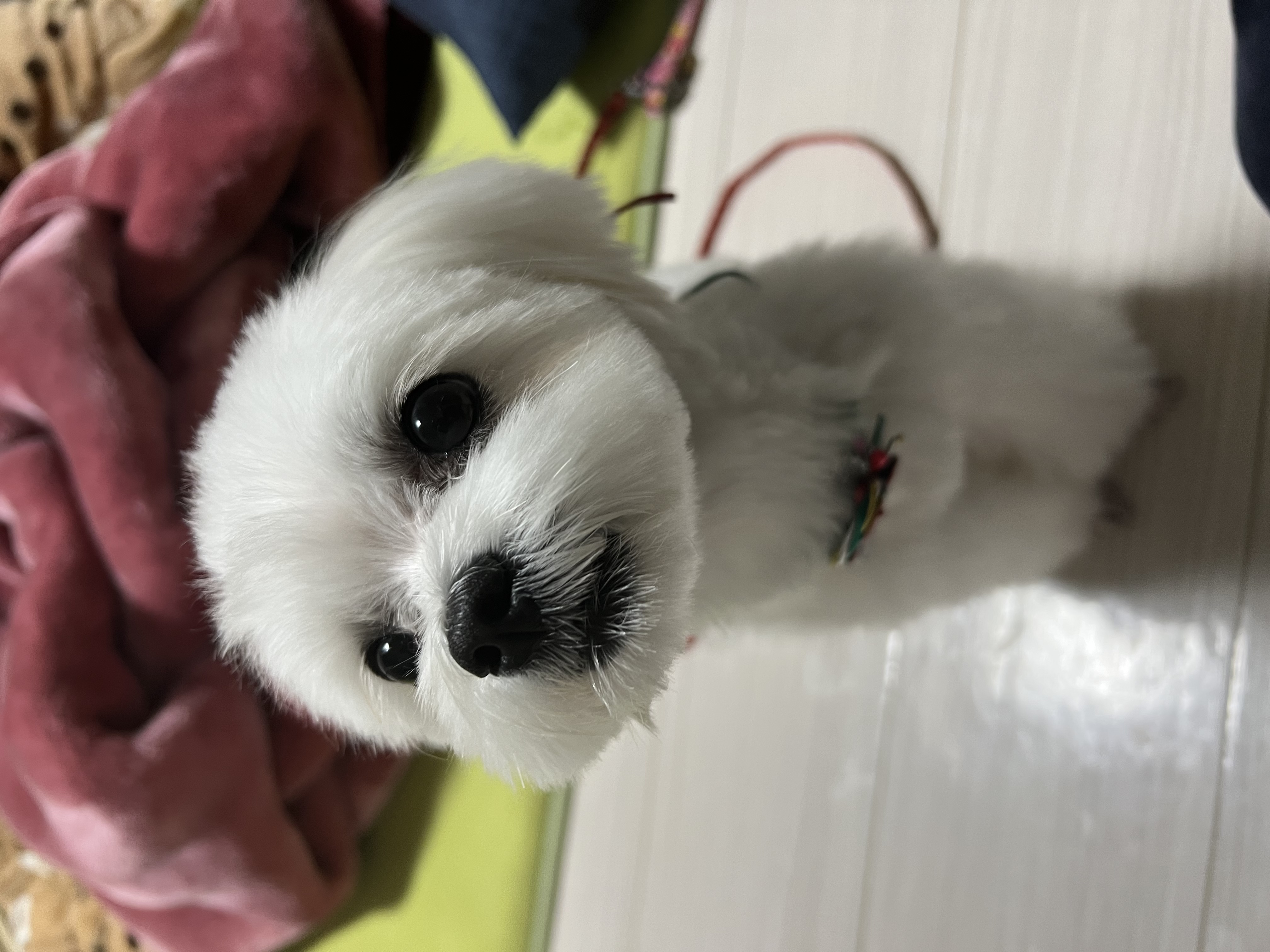 小春