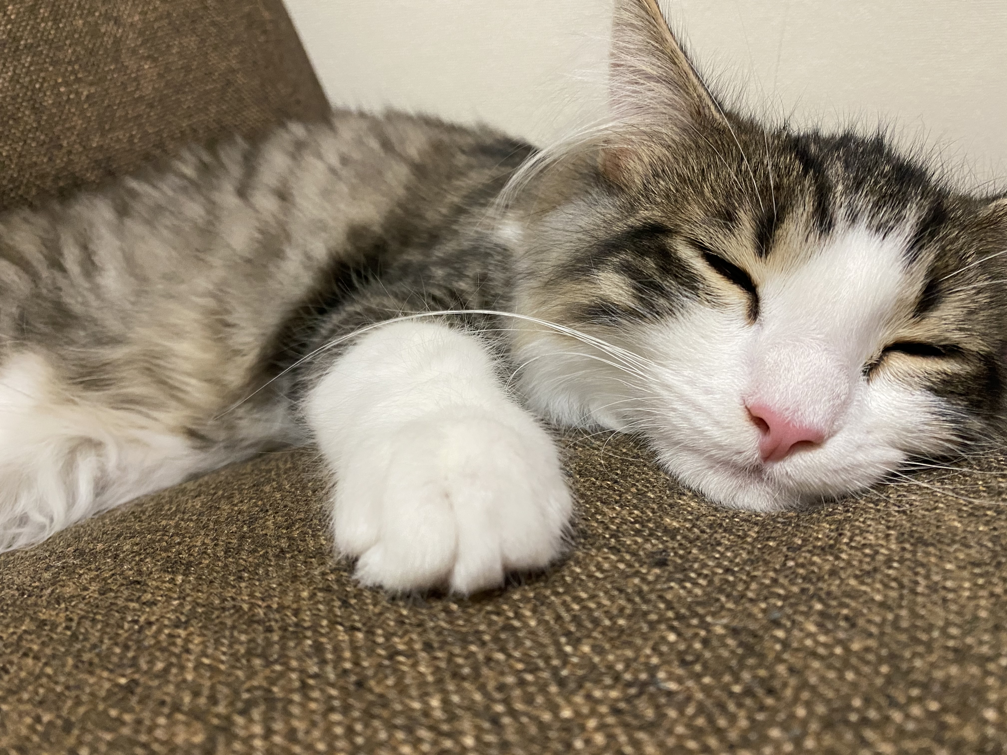クロエ