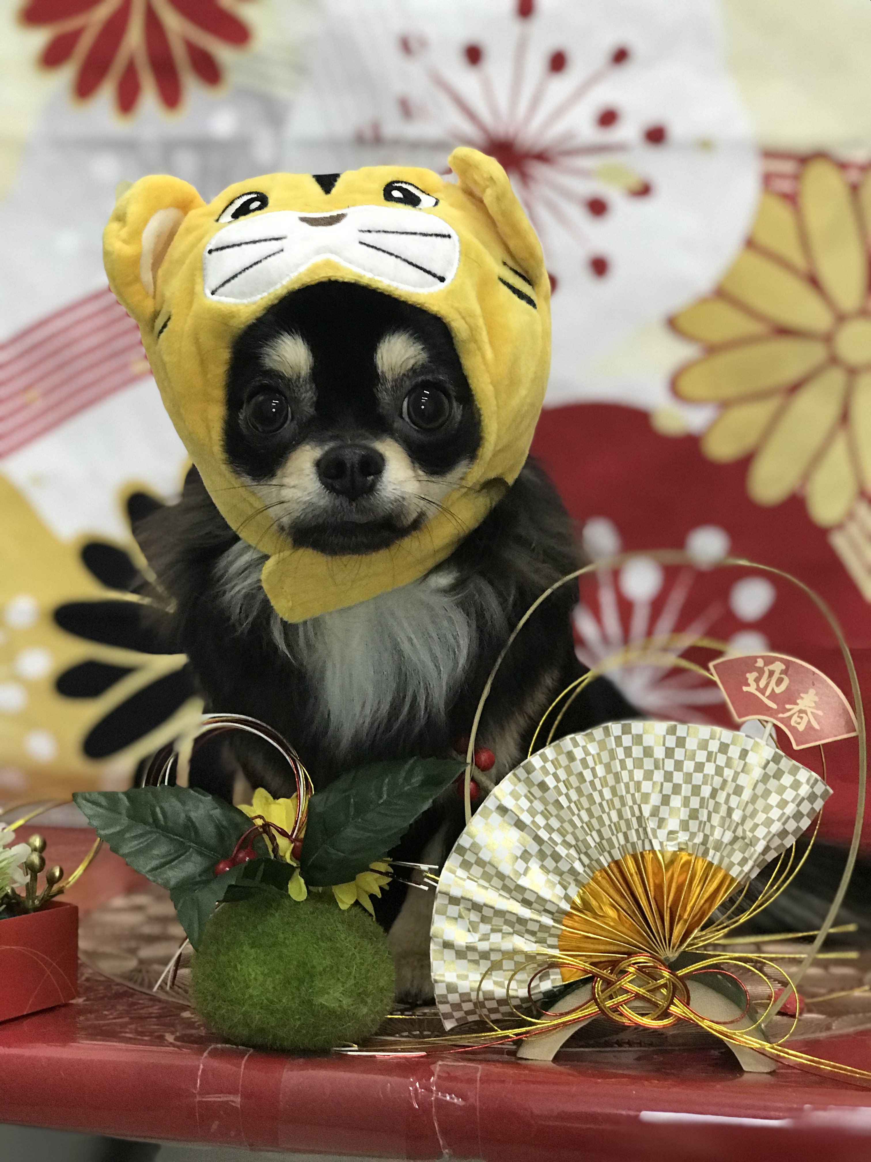 あんず
