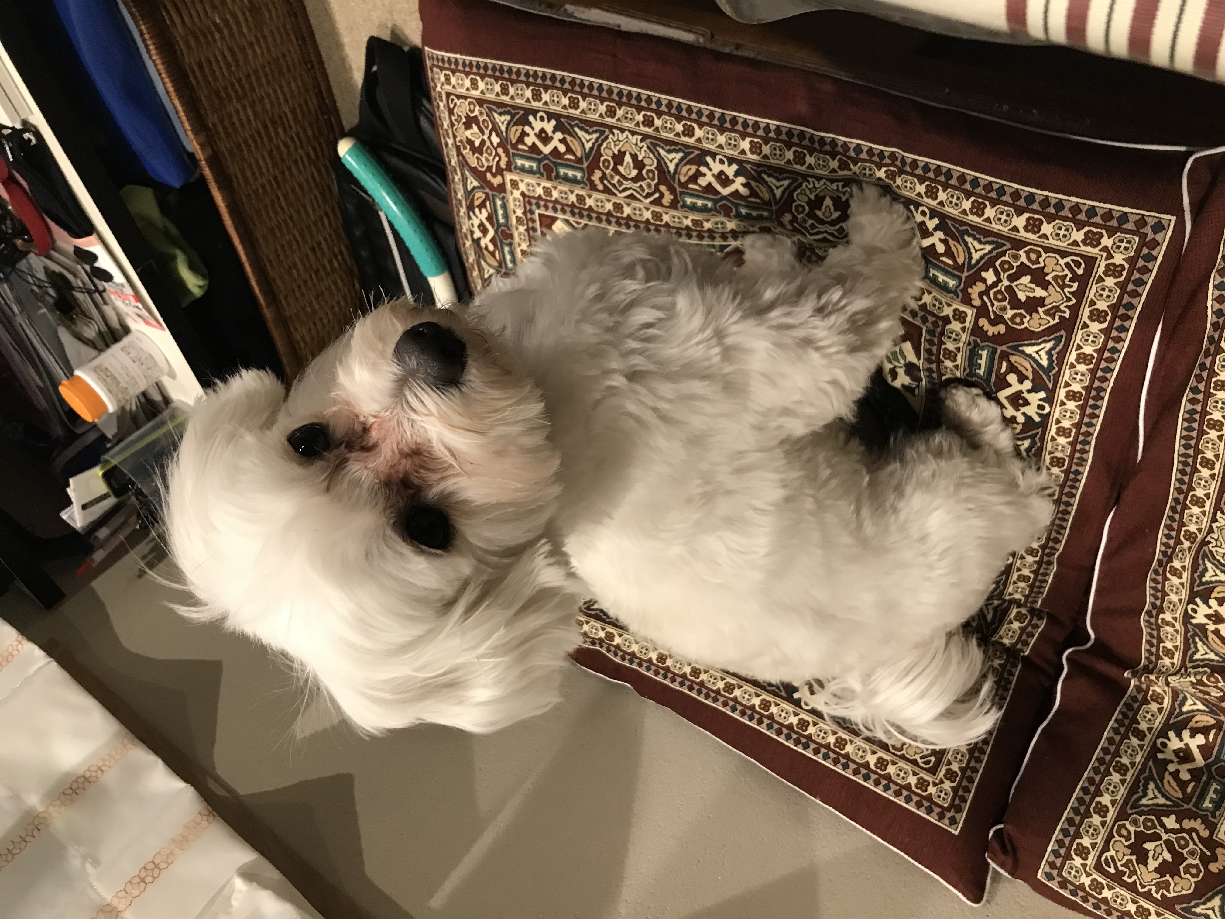 プリン