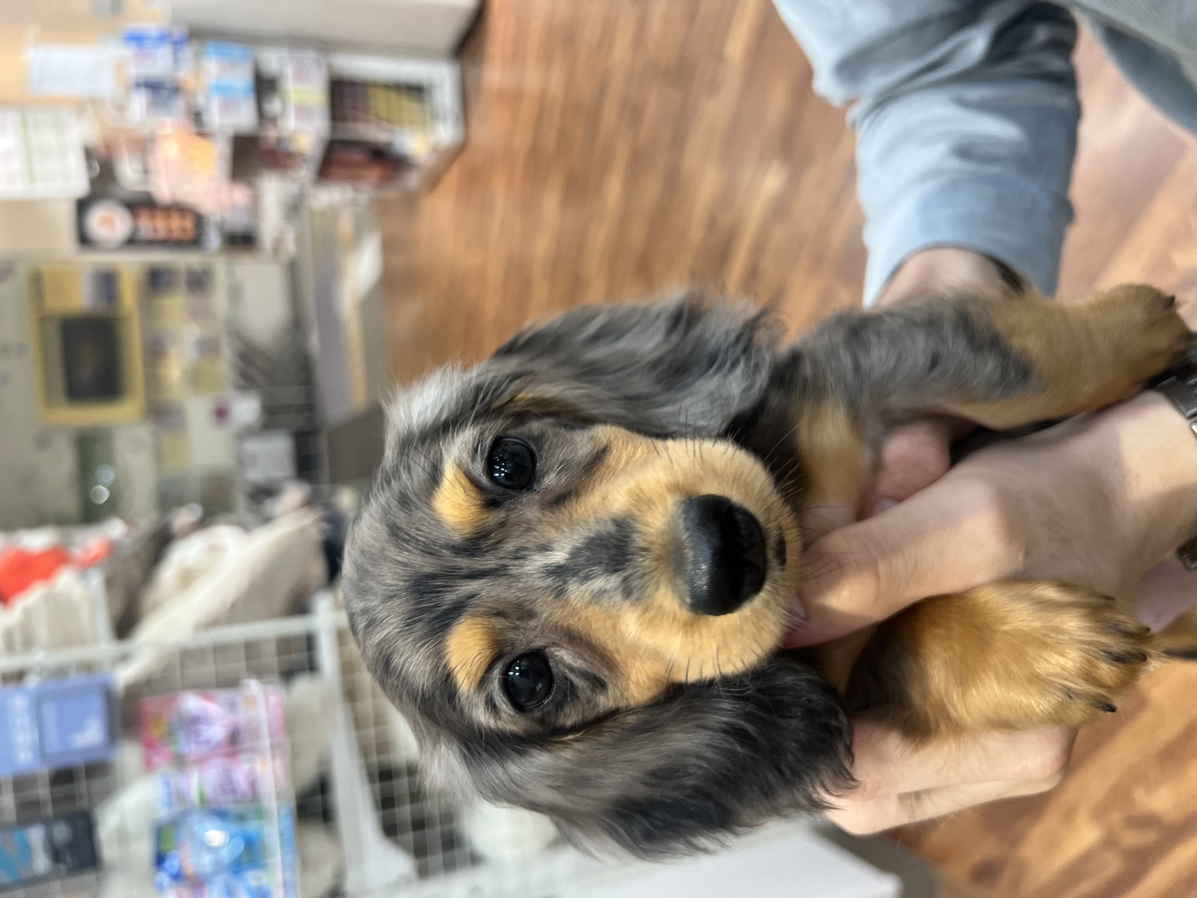 ペットプラス船橋店 子犬 子猫専門ペットショップの Petplus ペットプラス