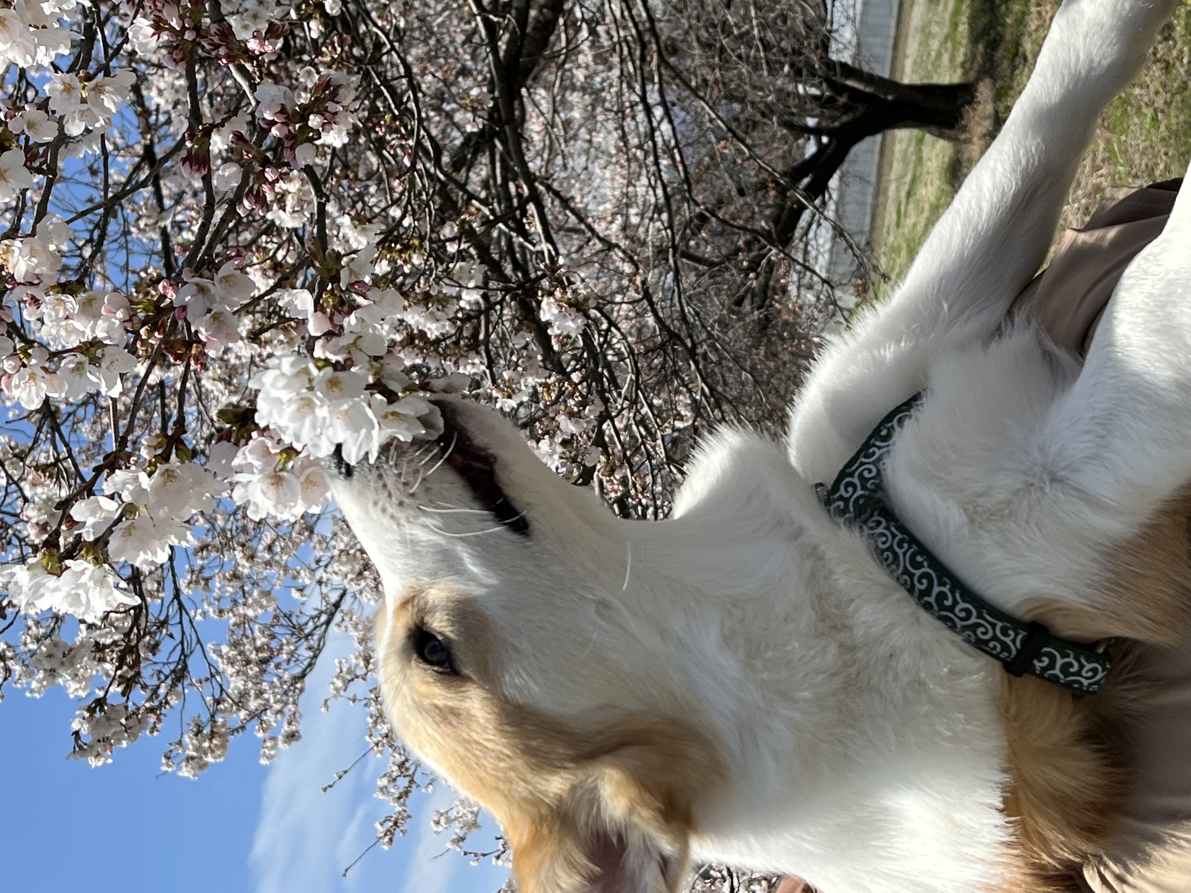 むぎ