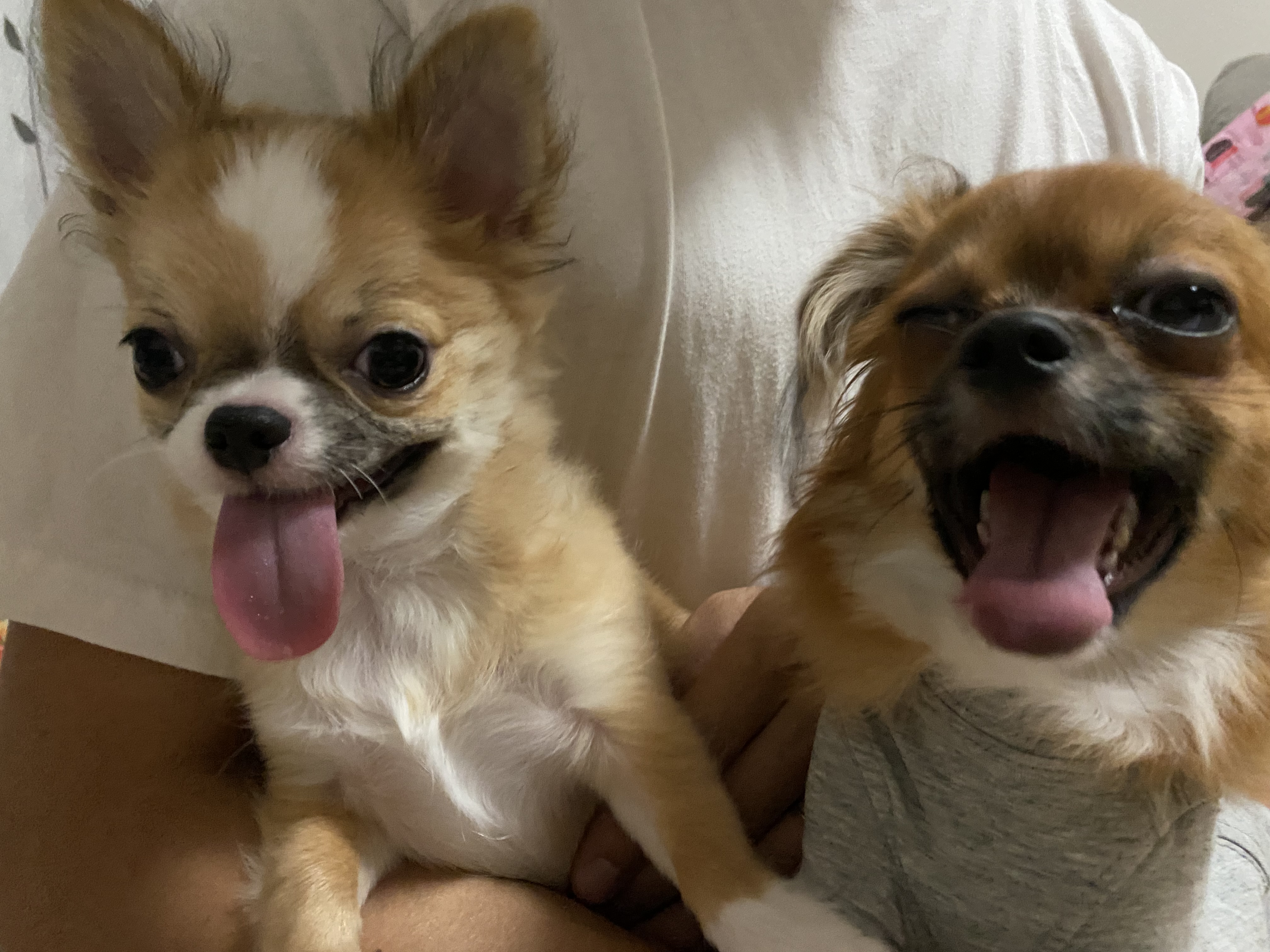 うた&もち&もな
