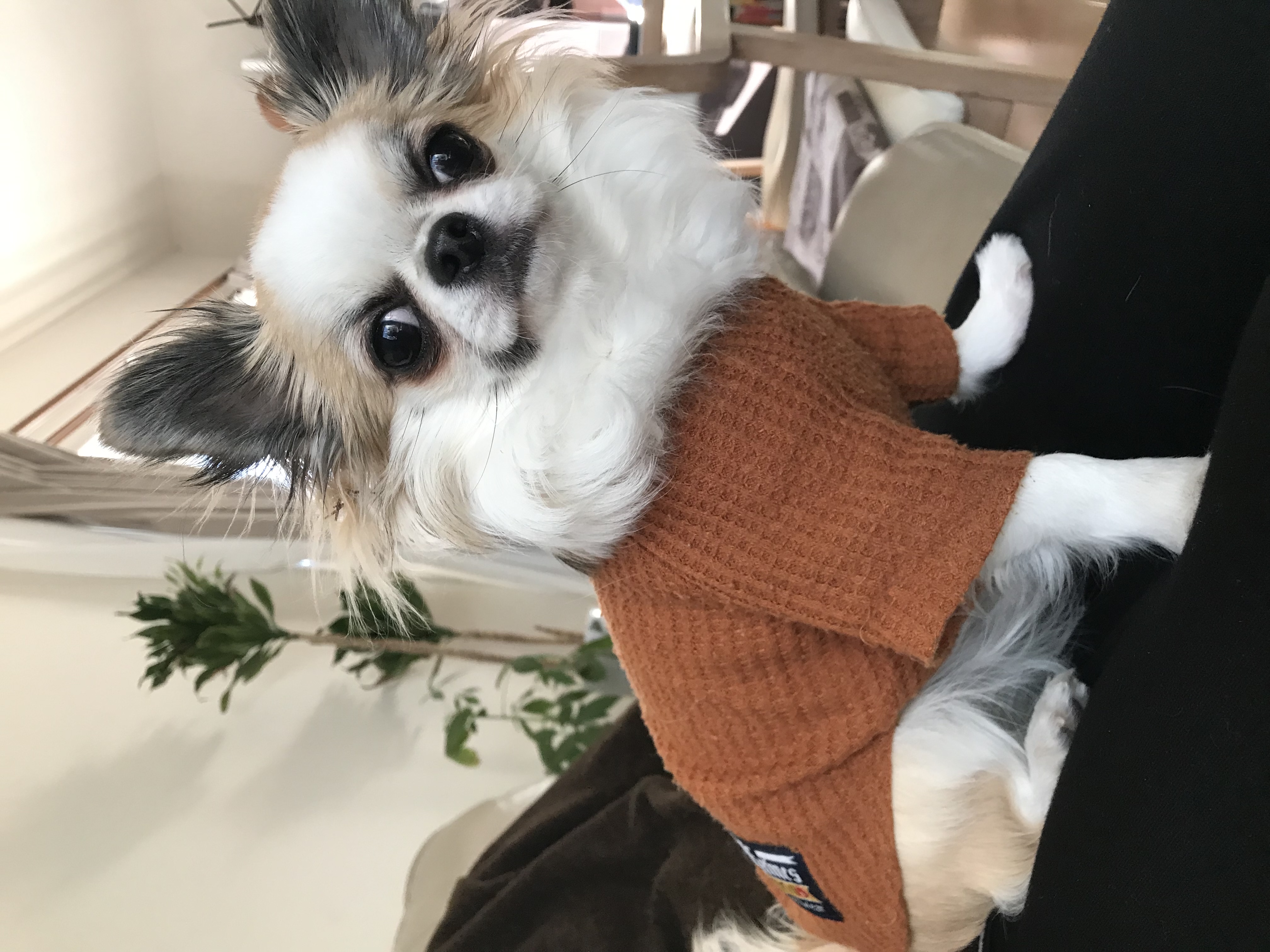 はな