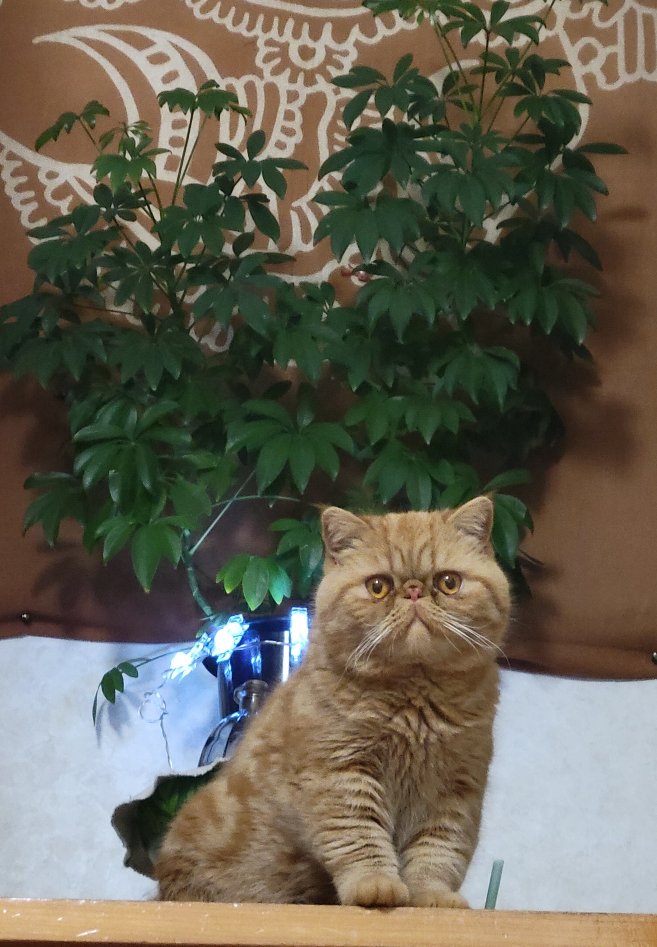 福