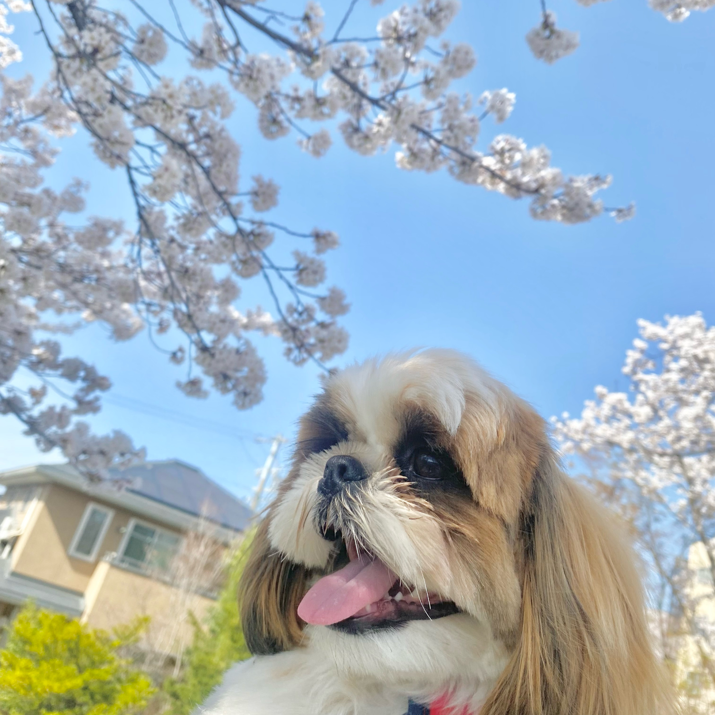 えるも