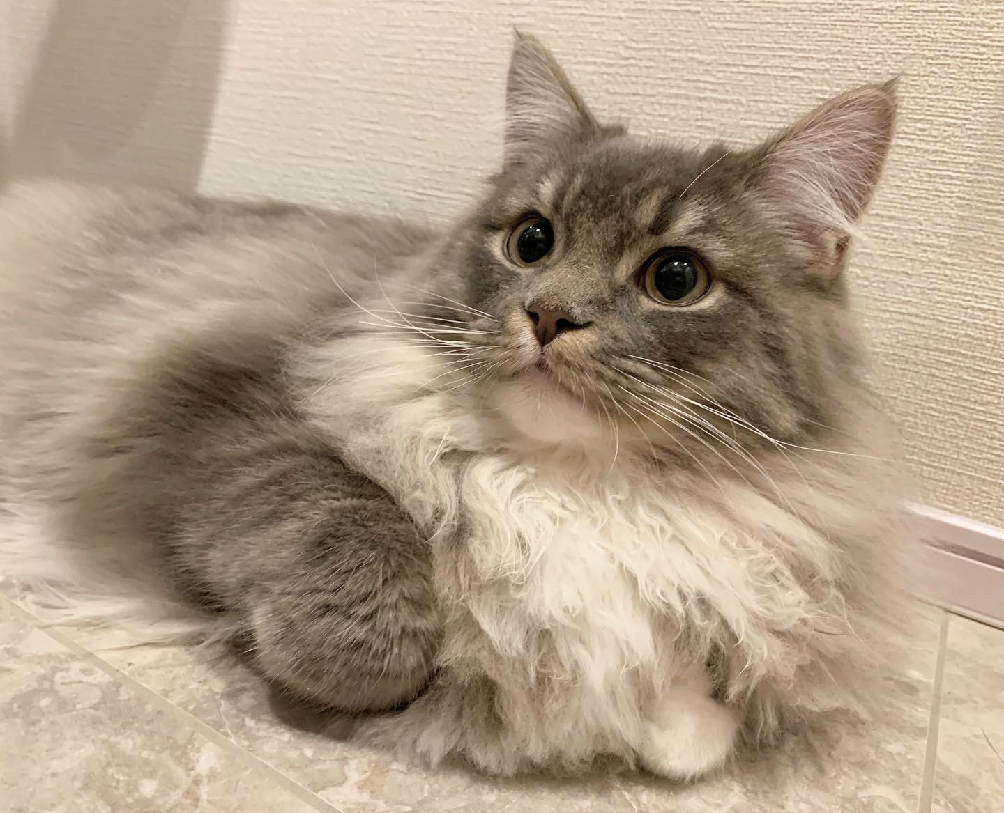 ディア