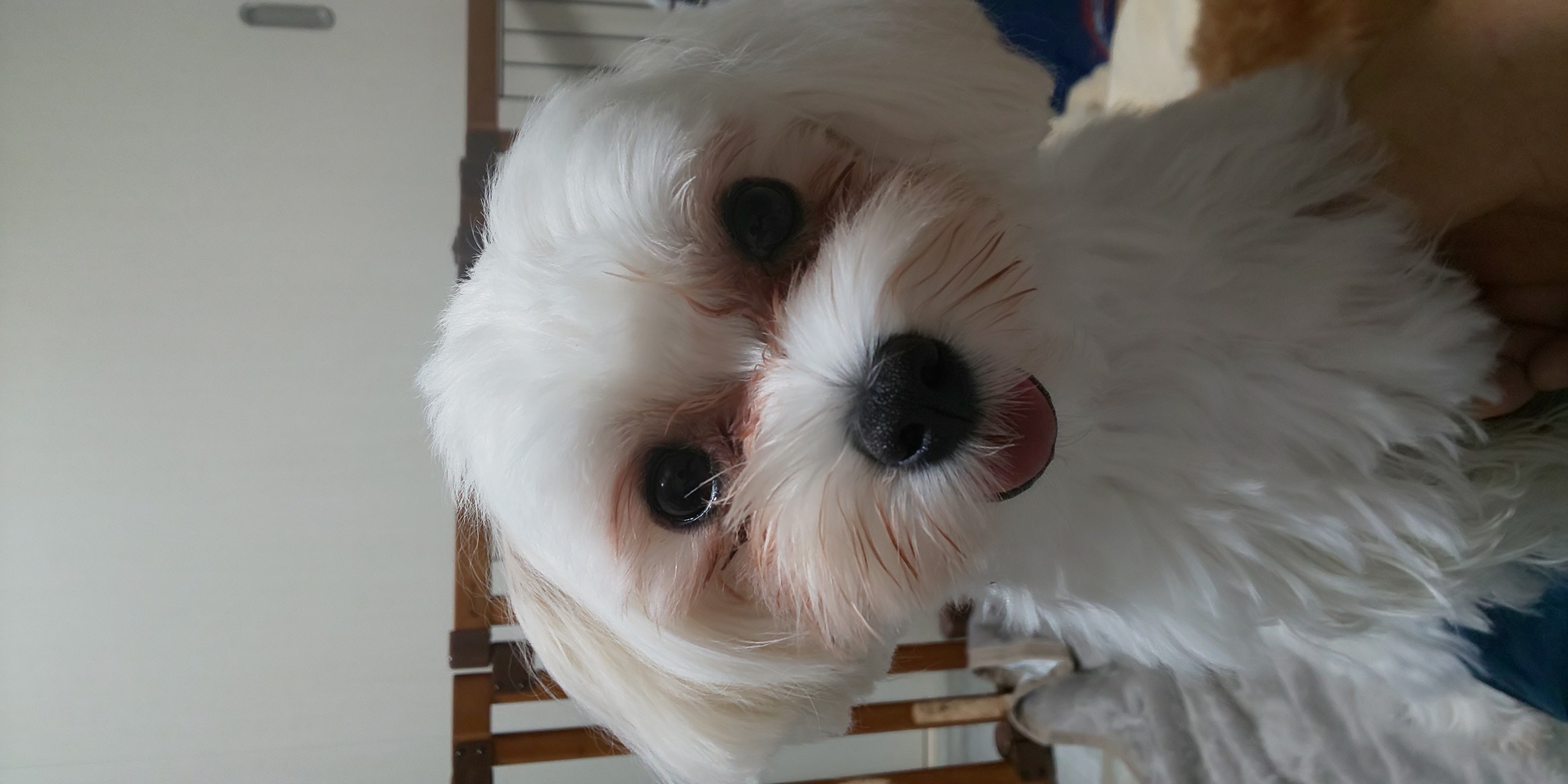ライス