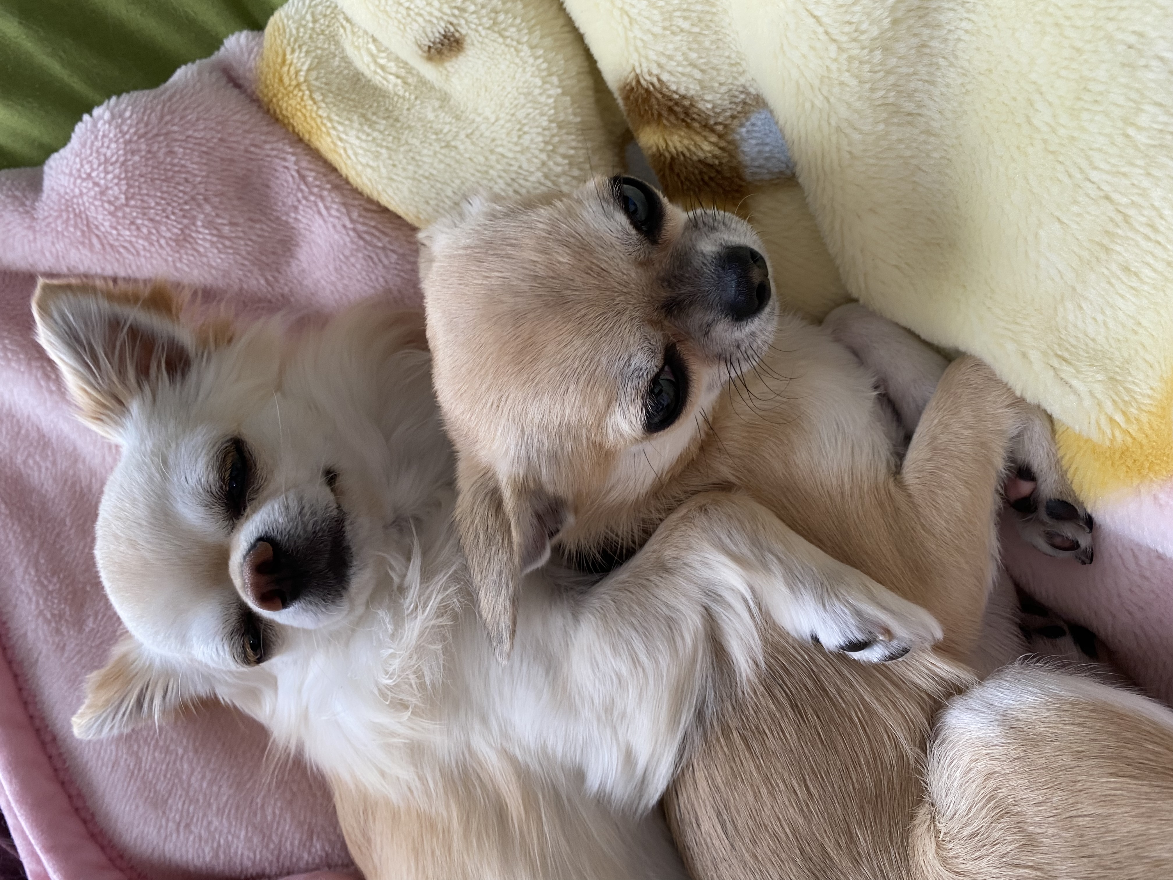ブラン