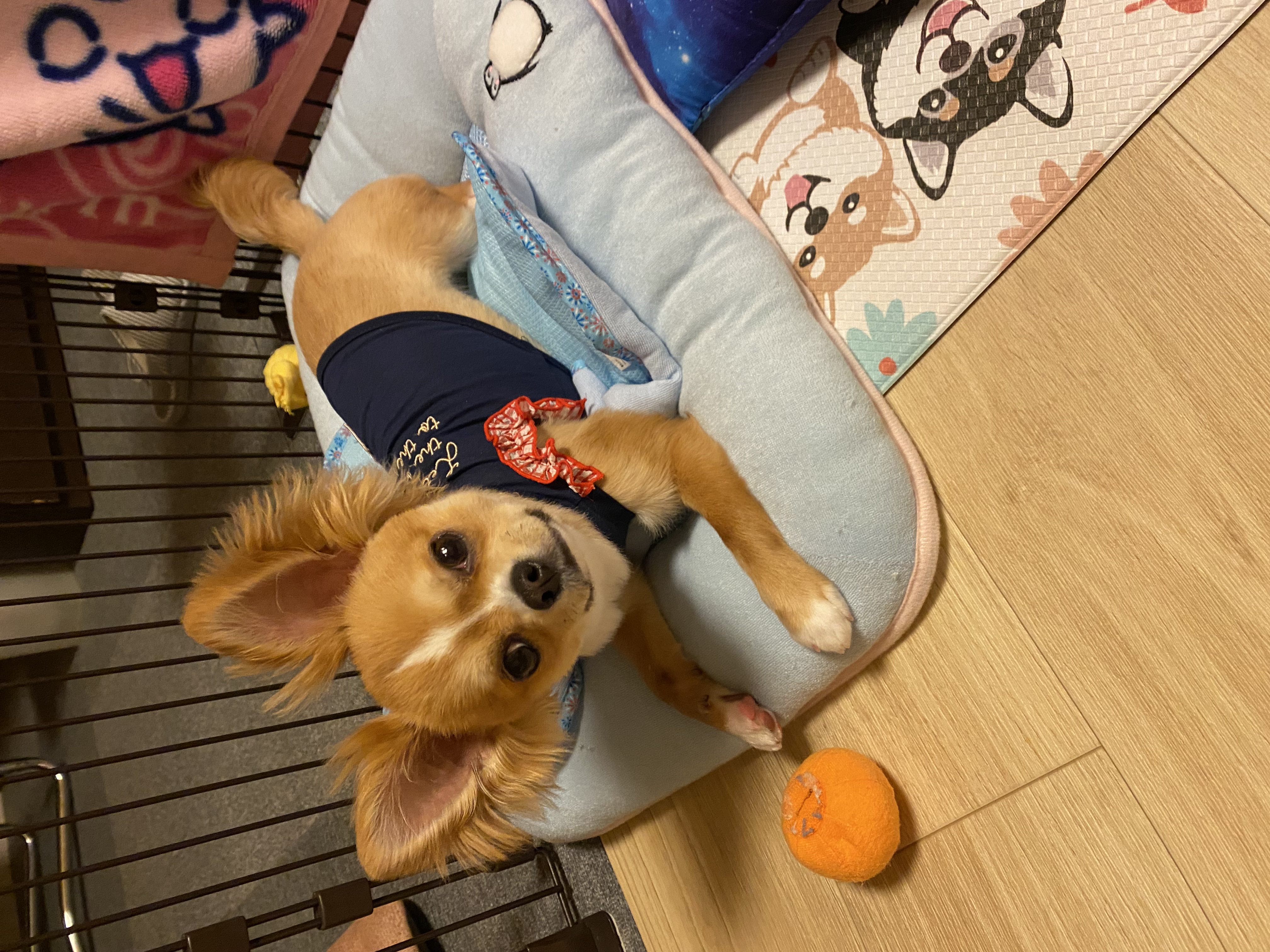 ノンタン
