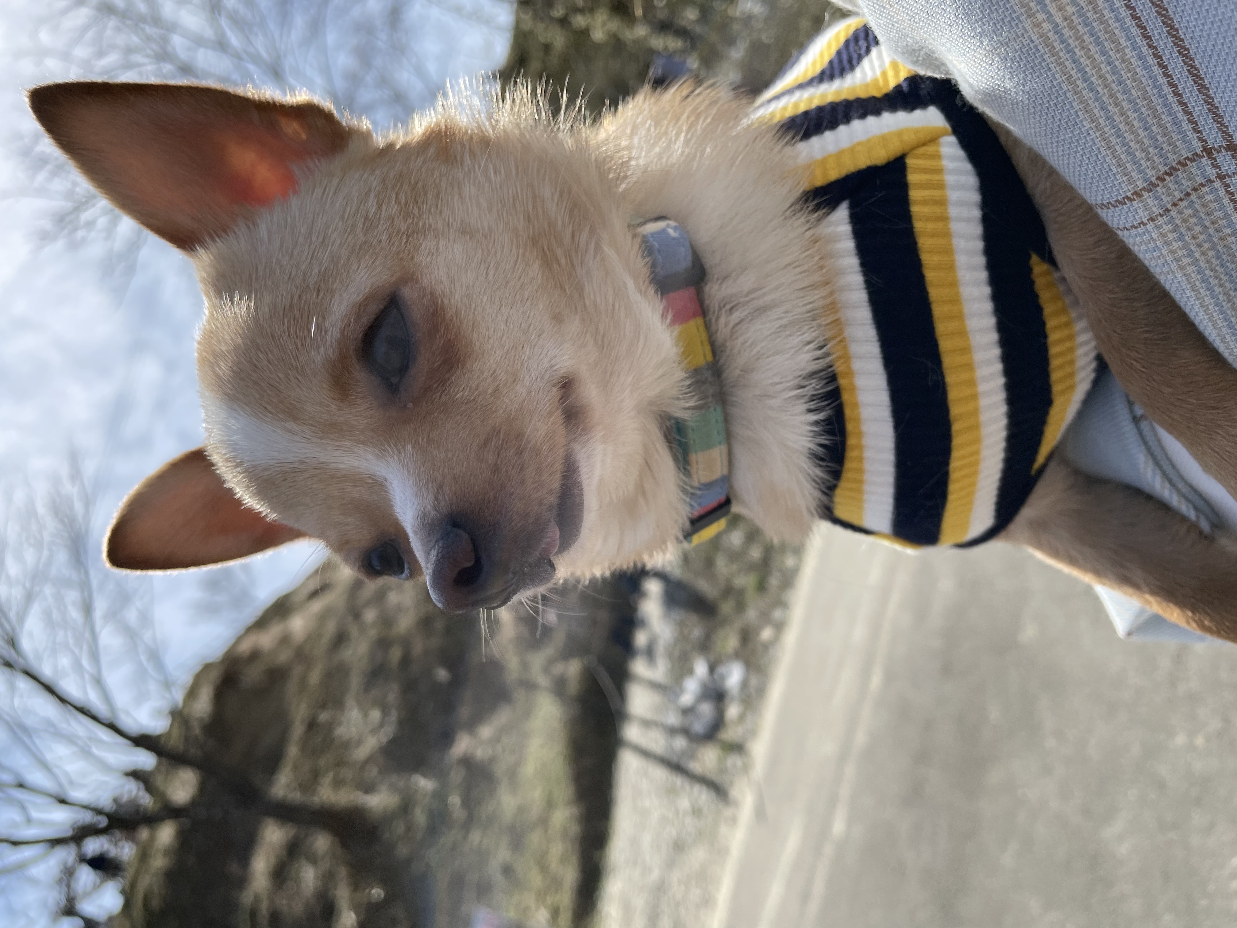チロル