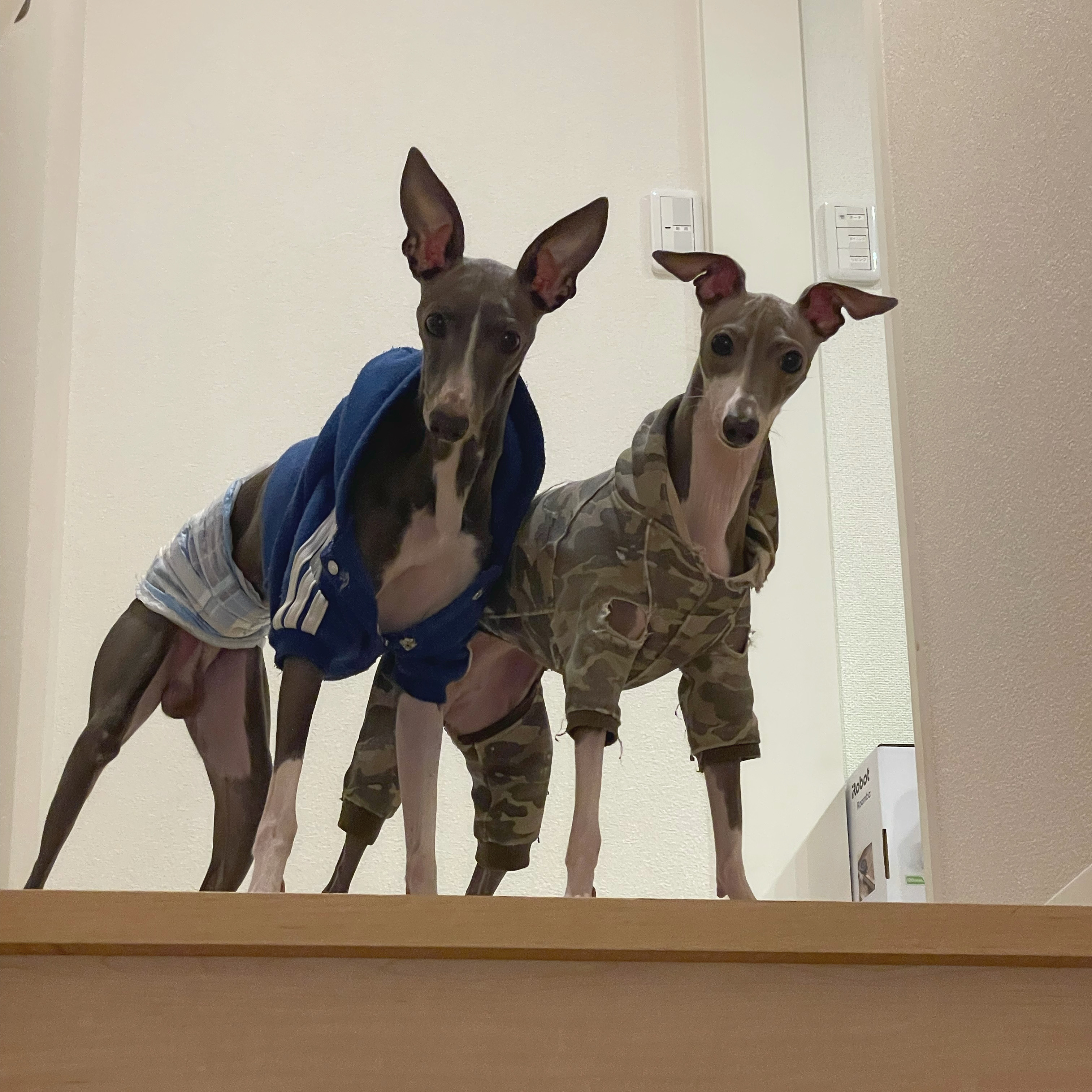 ロイ&心愛