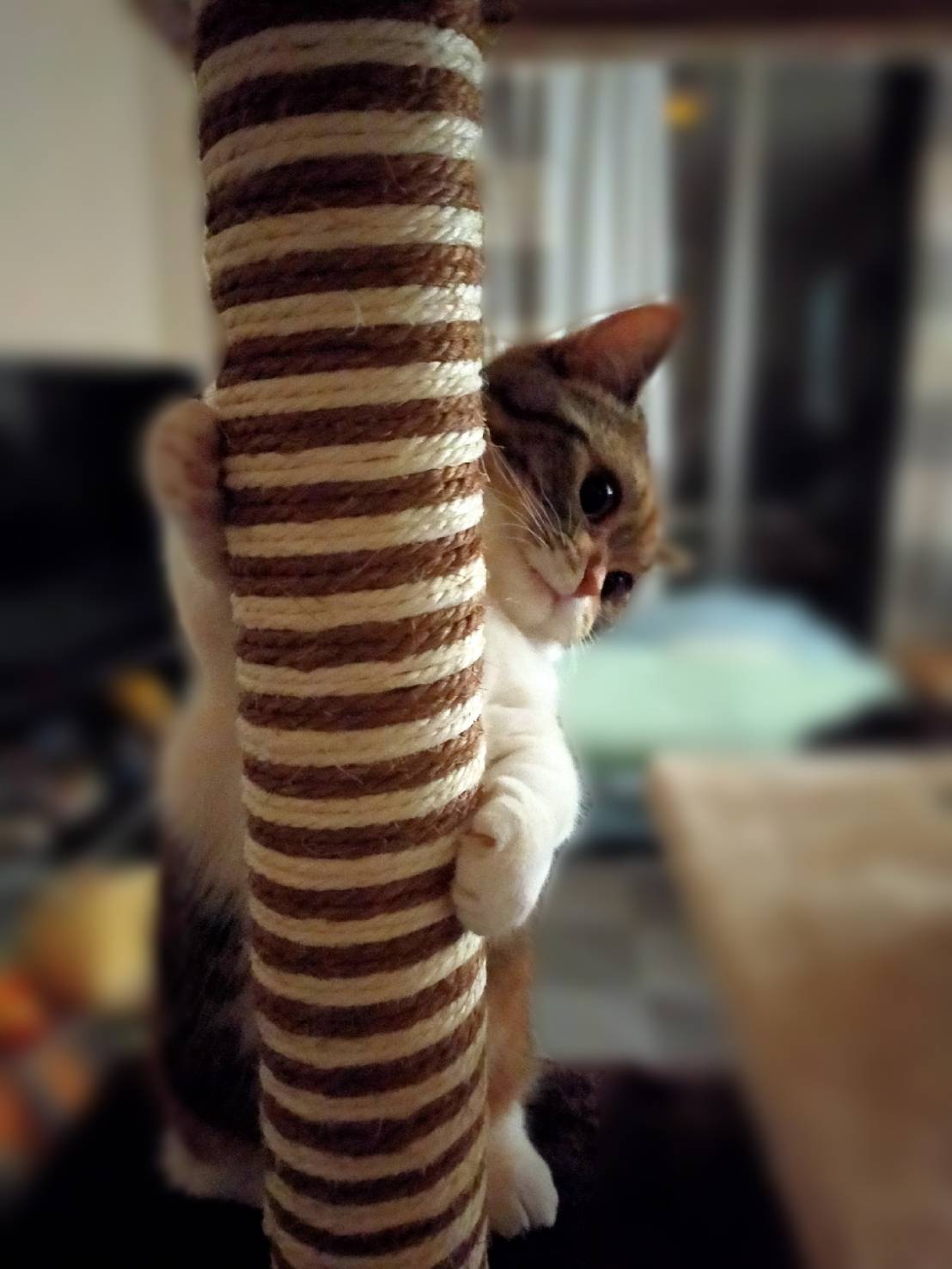 ムーン