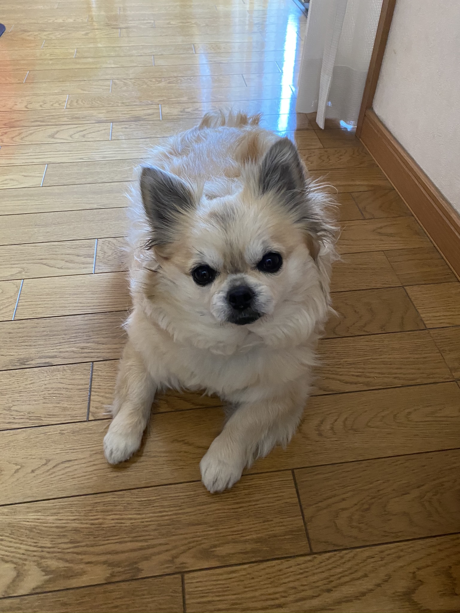 こうめ