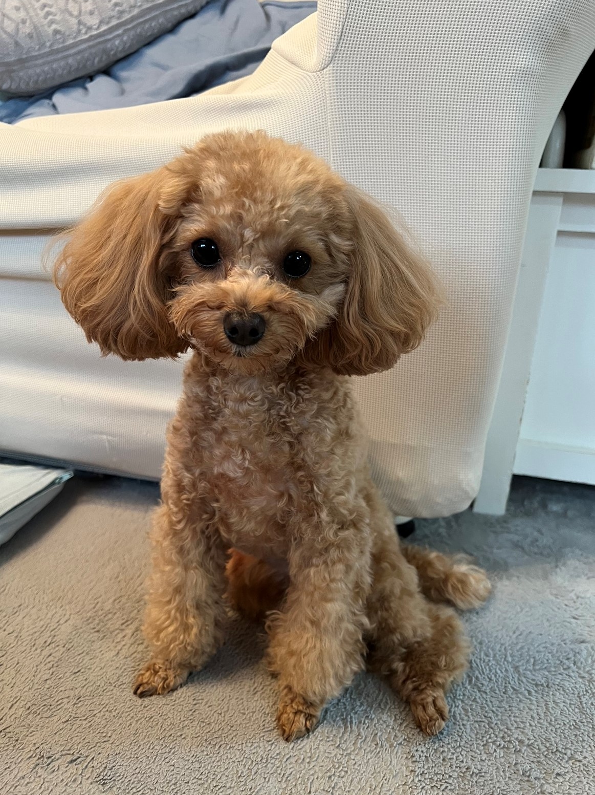 小麦