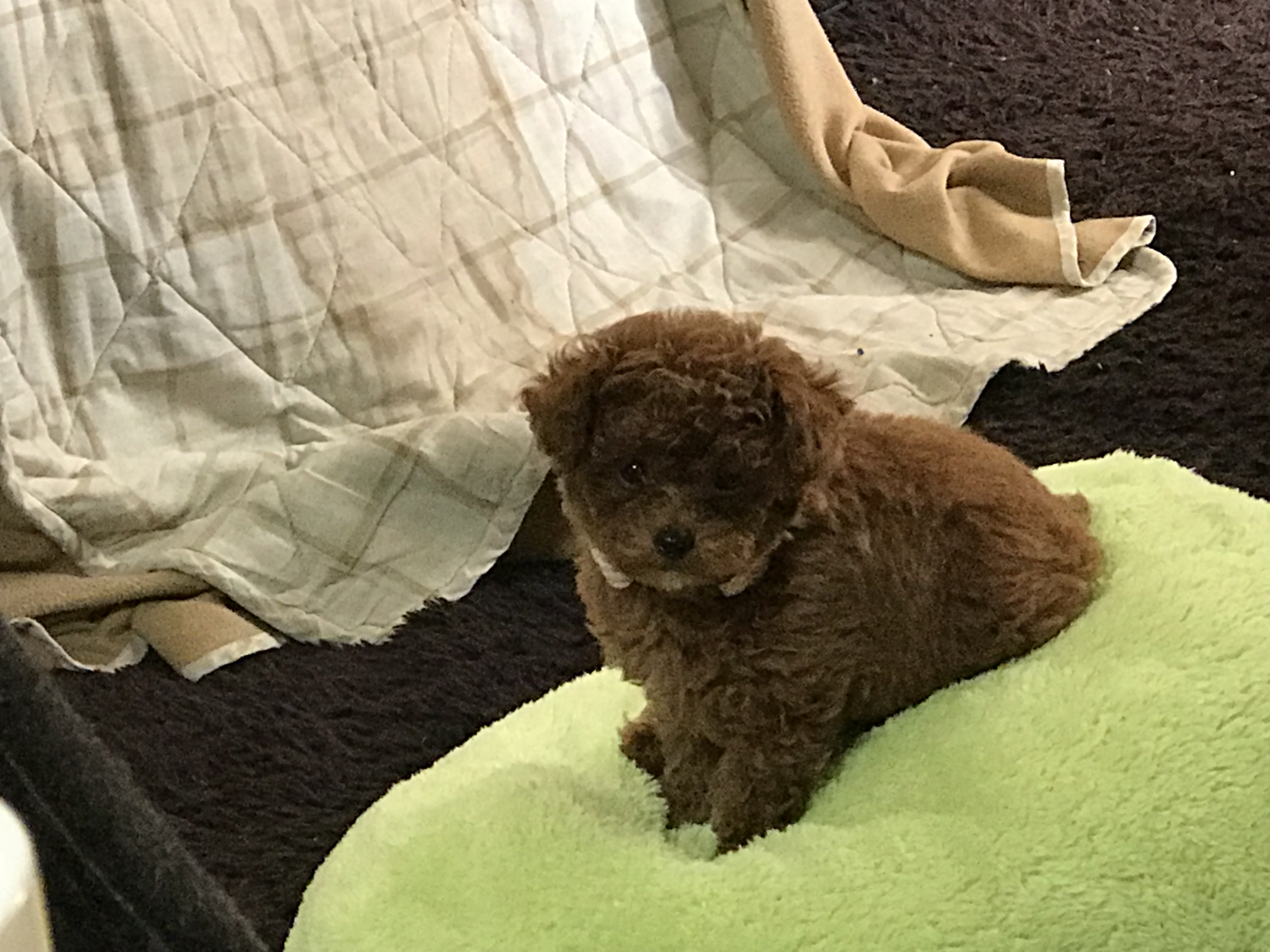 ベル