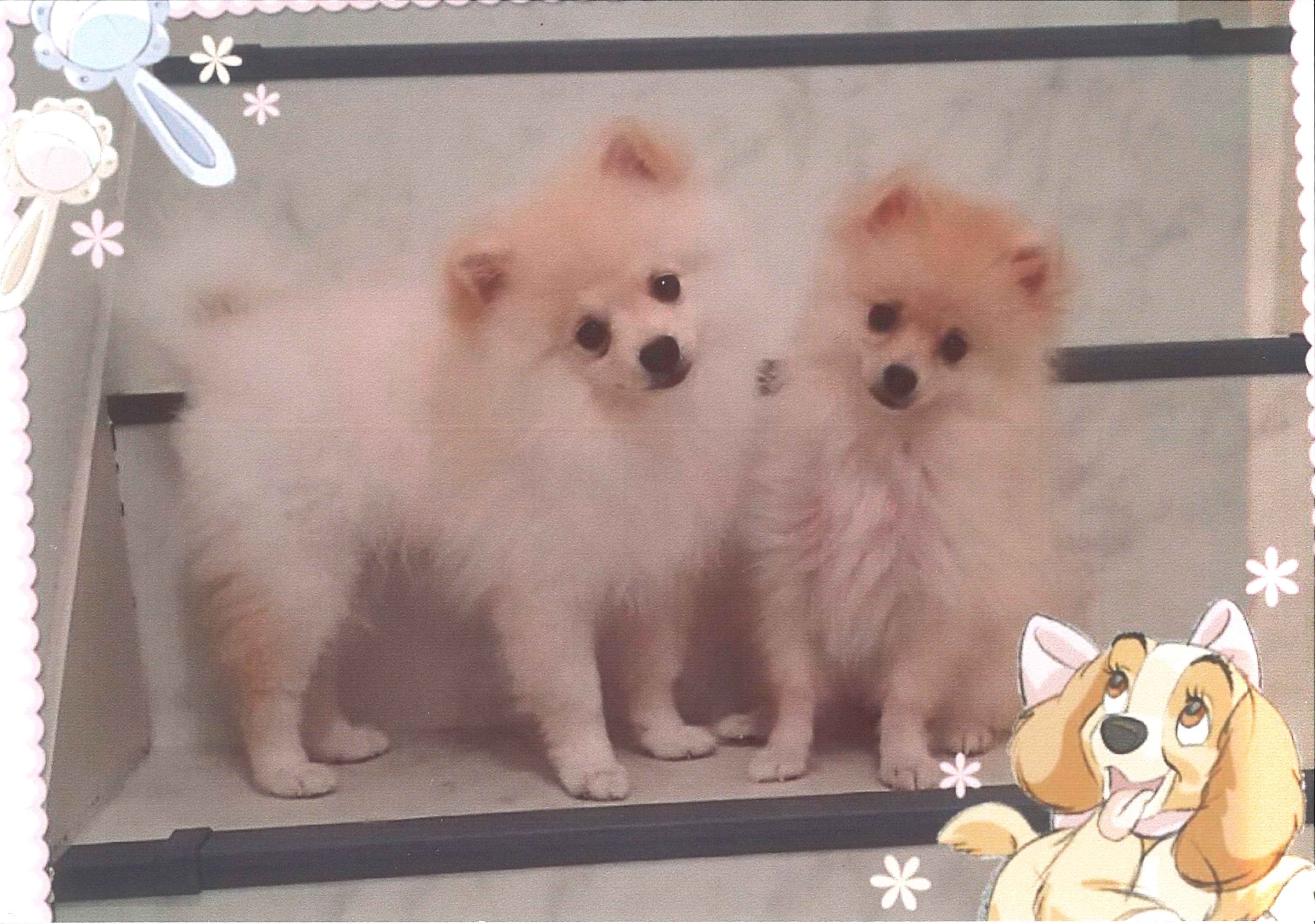 バニラちゃん&レオン