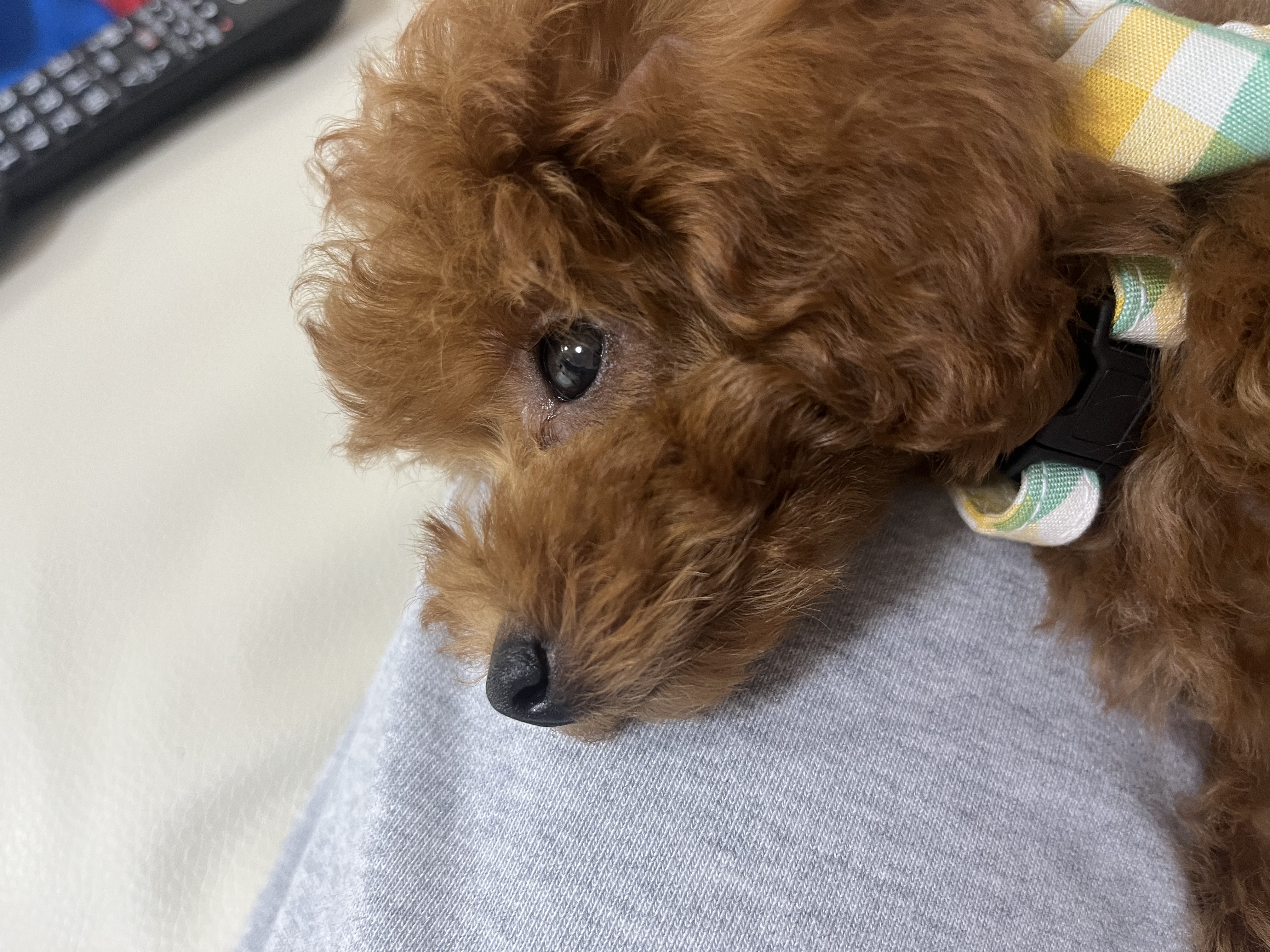 ひまり