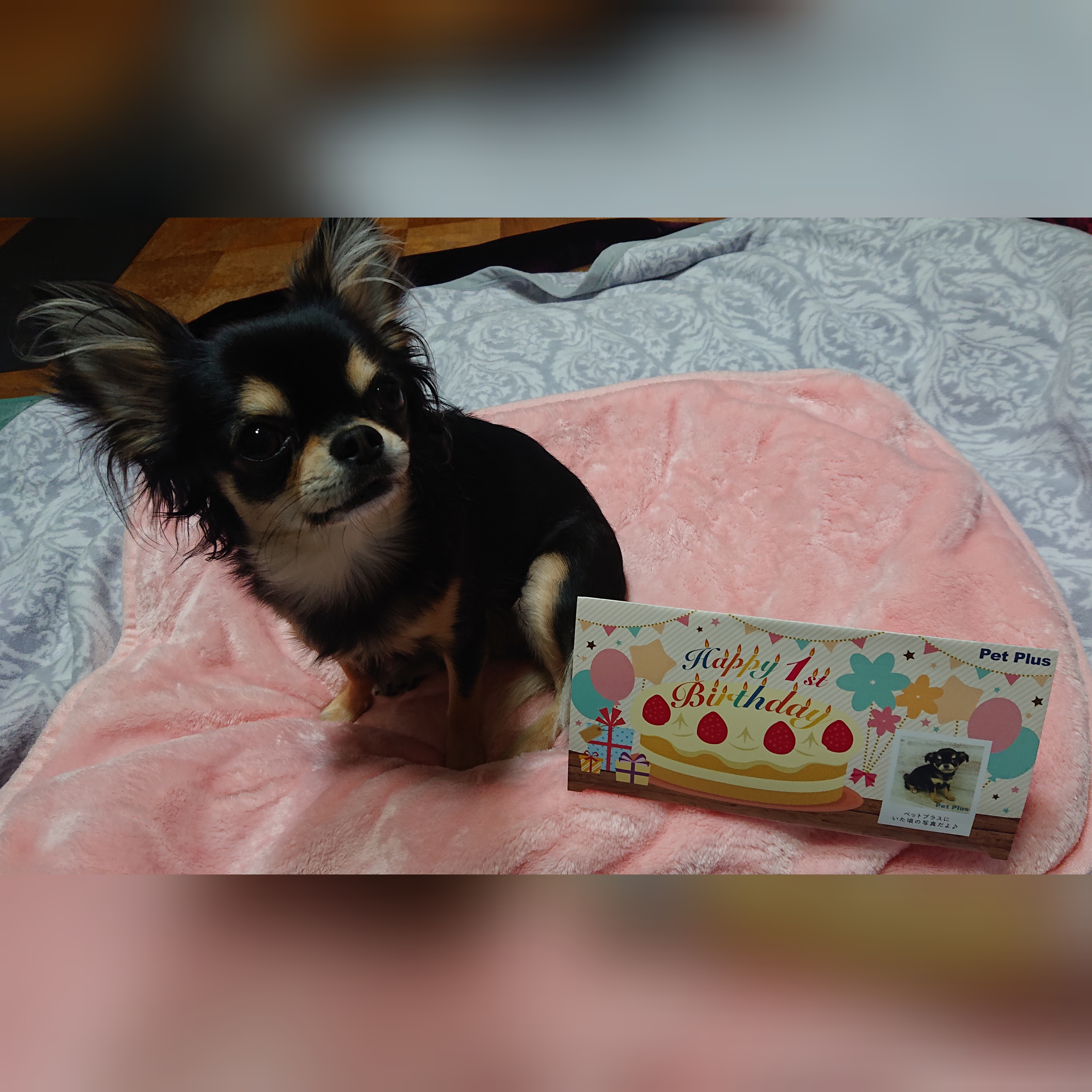 アルル