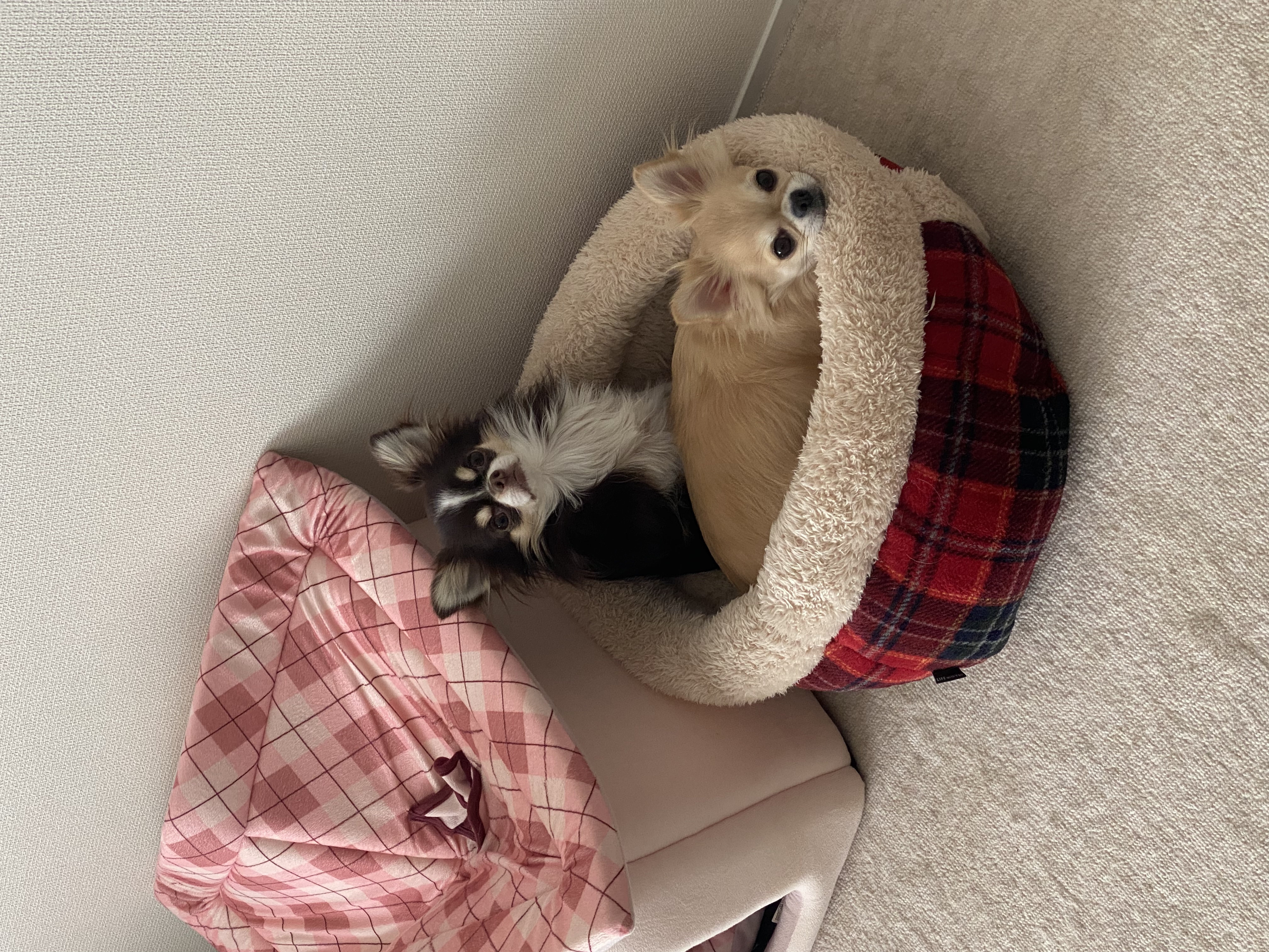 ここあ&まろん