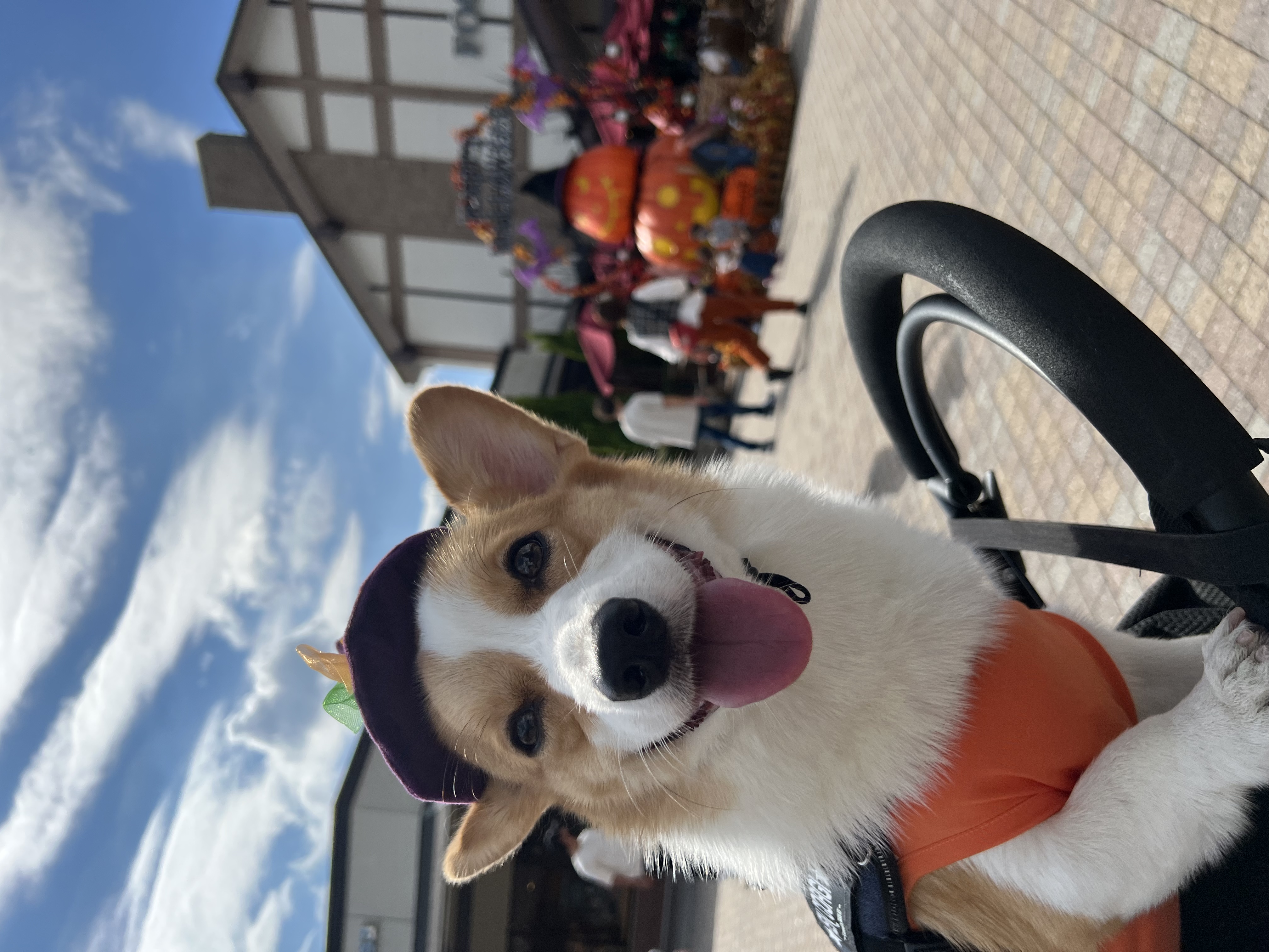 蓮