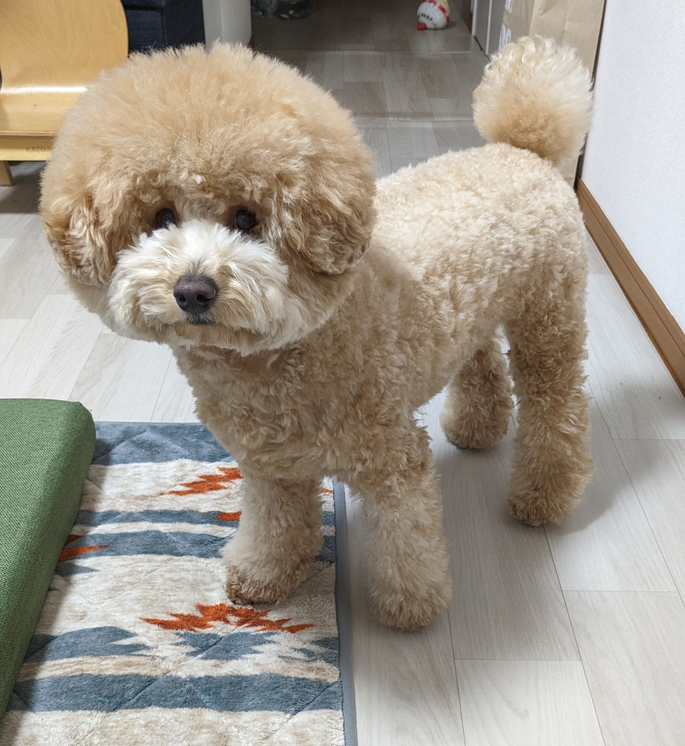 ぽん太